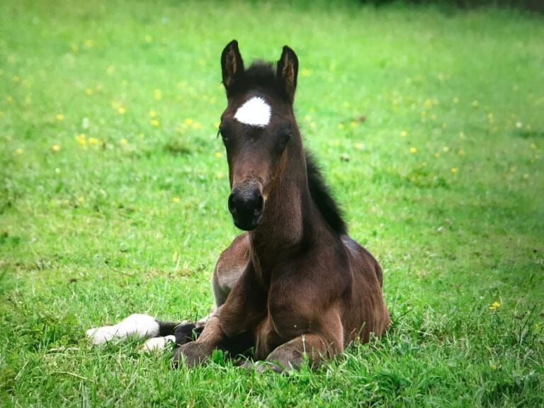 IMG-20210607-WA0011-e1626683884659